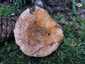 Lucfenyvesi rizike (Lactarius deterrimus), Őrség